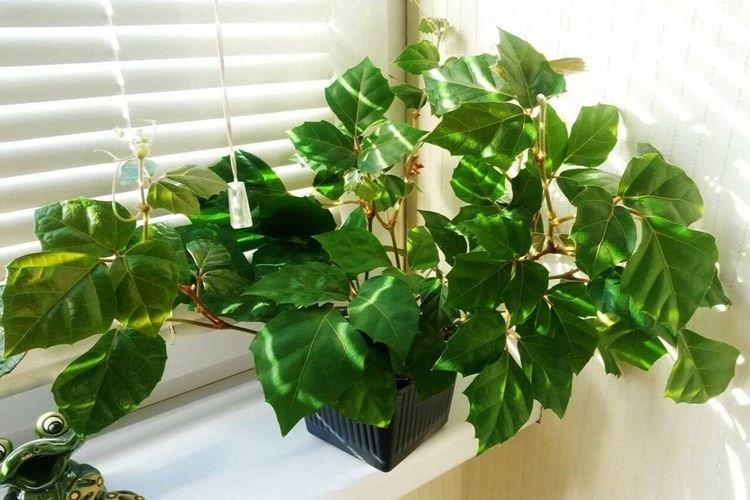 Cissus - Fleurs d'intérieur frisées