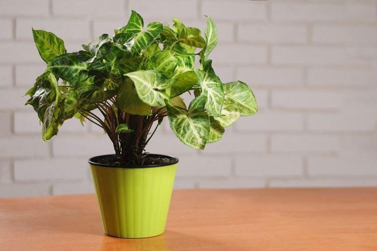 Syngonium - Fleurs d'intérieur frisées