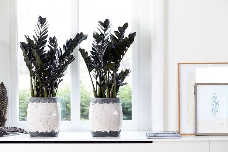 Zamioculcas - Fleurs d'intérieur résistantes à la sécheresse