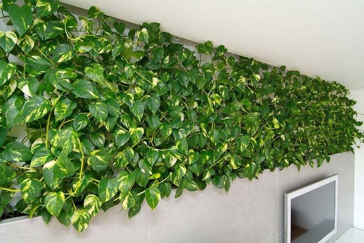 Scindapsus - Fleurs d'intérieur tolérantes à la sécheresse