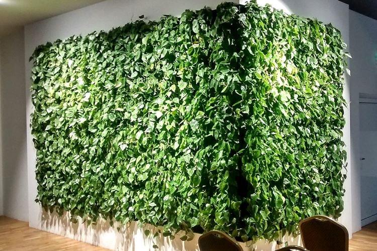 Lierre d'intérieur - Fleurs d'intérieur tolérantes à la sécheresse