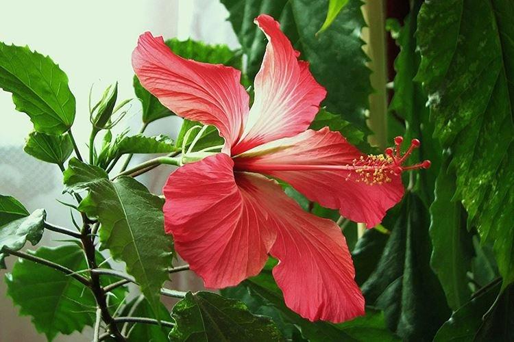 Hibiscus - Fleurs d'intérieur qui fleurissent toute l'année