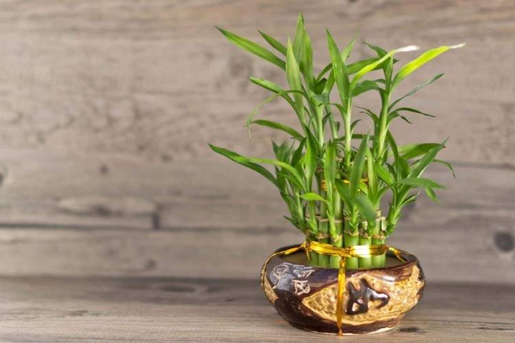 Dracaena Sandera - Fleurs d'intérieur pour la salle de bain
