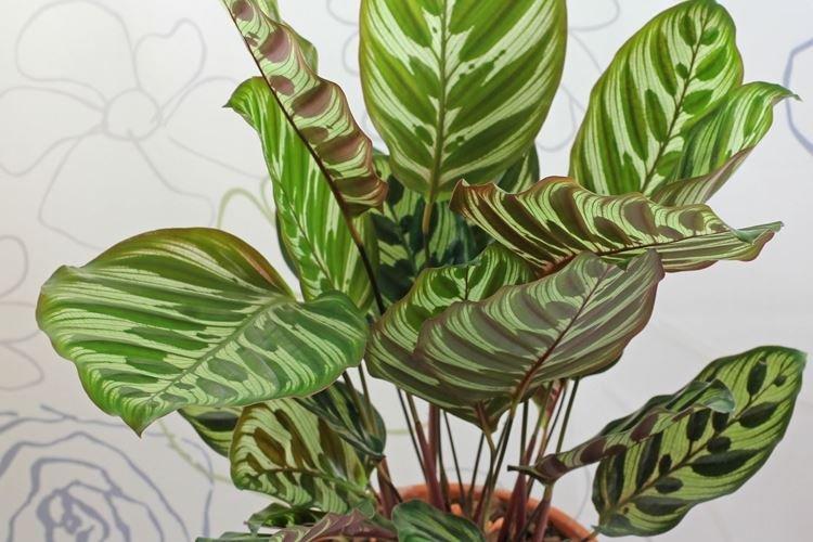 Calathea - Fleurs d'intérieur pour la salle de bain