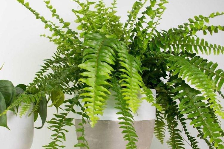 Nephrolepis - Fleurs d'intérieur pour la salle de bain