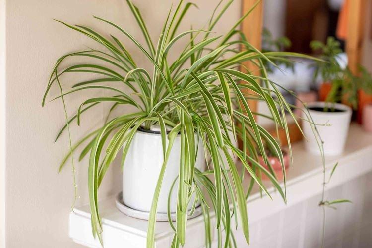 Chlorophytum - Fleurs d'intérieur pour la salle de bain