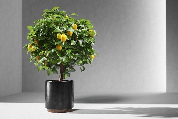 Citronnier - Fleurs d'intérieur pour enfants