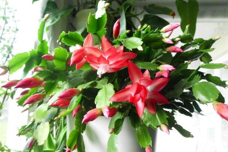 Decembrist - Fleurs d'intérieur pour enfants