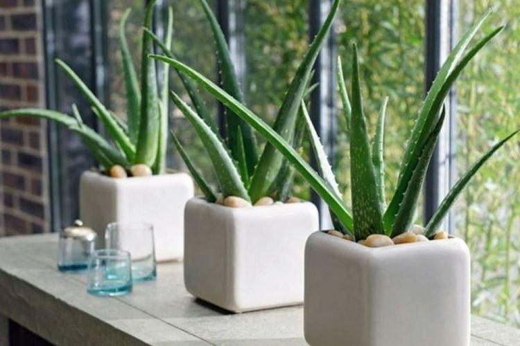 Aloe - Des fleurs d'intérieur qui devraient être dans chaque maison