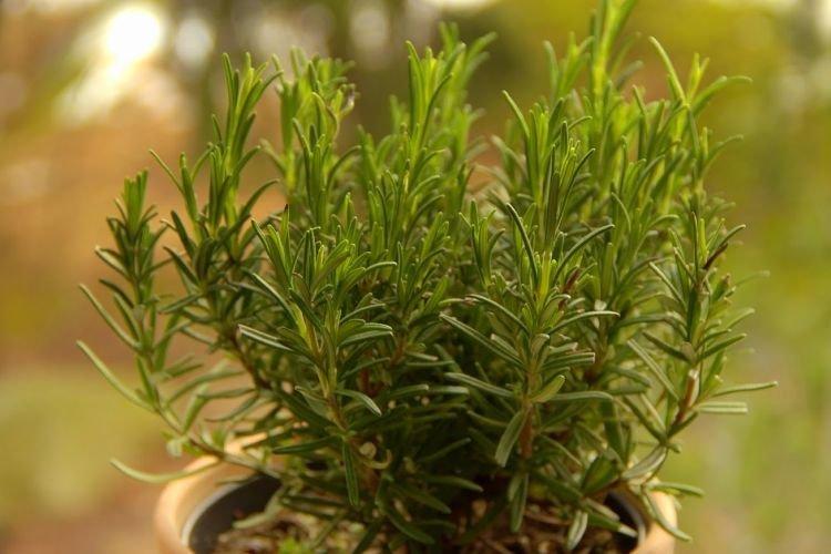 Romarin - Des fleurs d'intérieur qui devraient être dans chaque maison