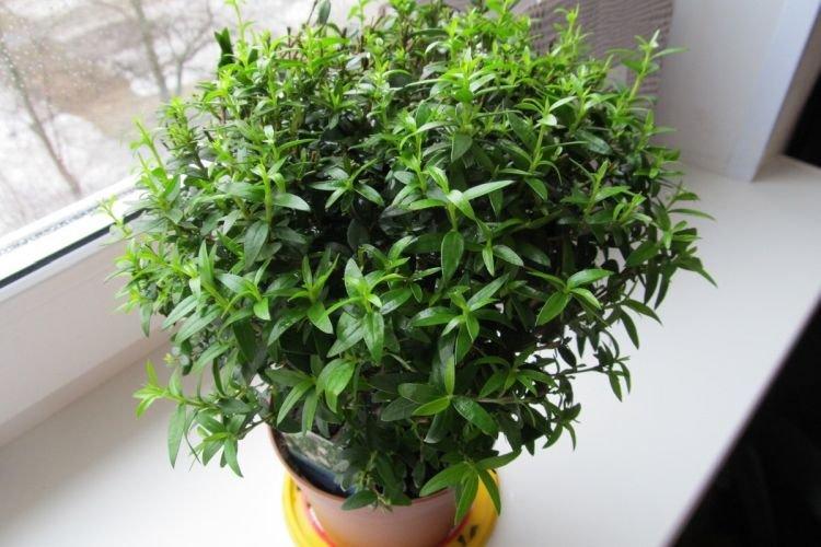 Myrte - Des fleurs d'intérieur qui devraient être dans chaque maison