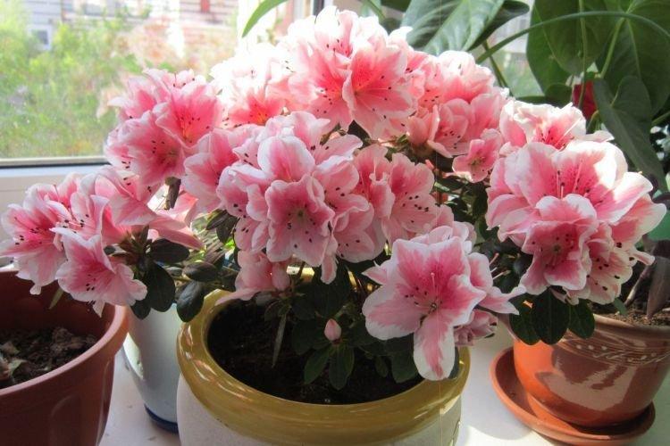 Azalée - Des fleurs d'intérieur qui devraient être dans chaque maison