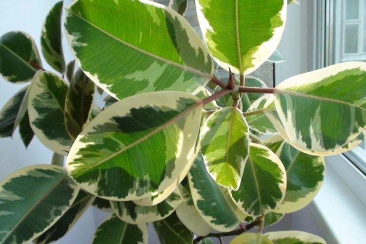 Ficus - Des fleurs d'intérieur qui devraient être dans chaque maison
