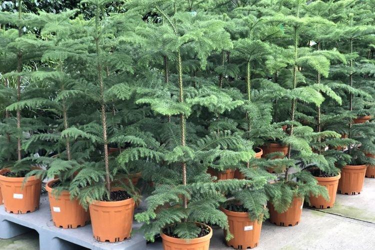 Araucaria - Des fleurs d'intérieur qui devraient être dans chaque maison
