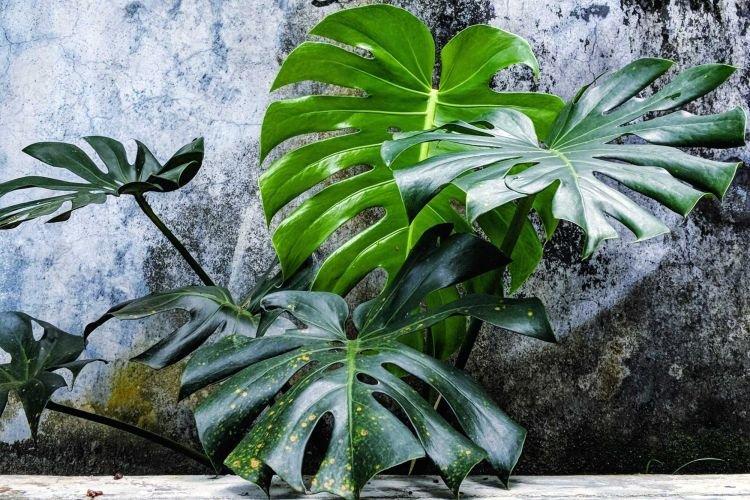 Monstera - Des fleurs d'intérieur qui devraient être dans chaque maison