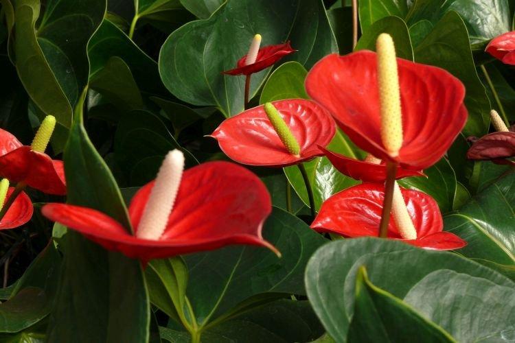 Anthurium - Des fleurs d'intérieur qui devraient être dans chaque maison