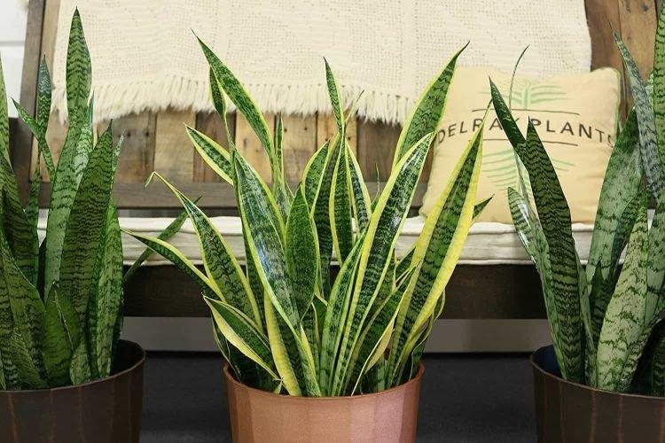 Sansevieria - Des fleurs d'intérieur qui devraient être dans chaque maison