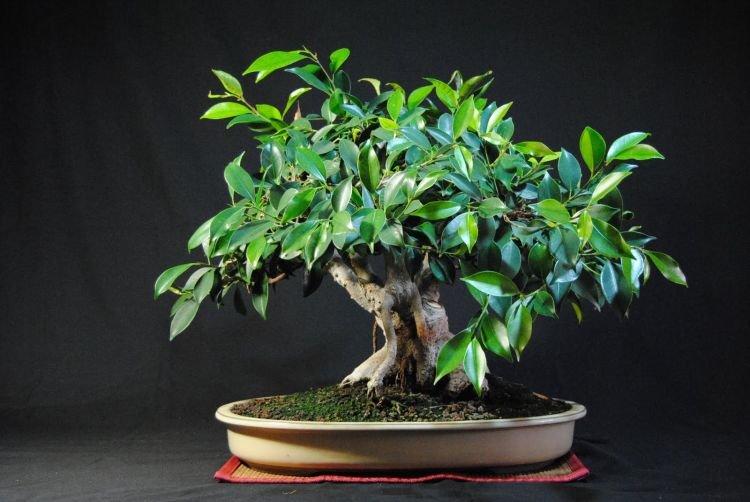 Ficus - Plantes d'intérieur utiles