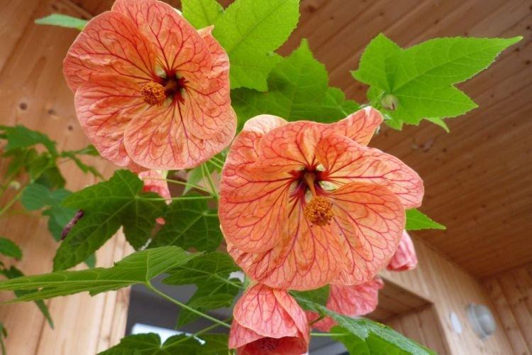 Abutilon - Plantes d'intérieur qui fleurissent toute l'année