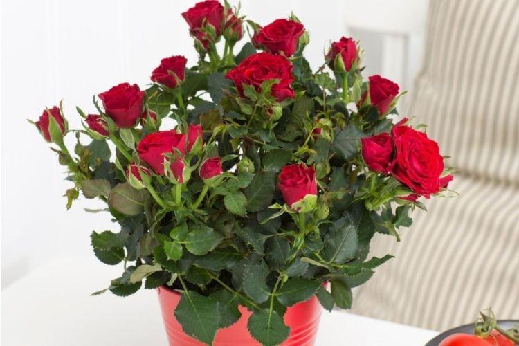 Rosier d'intérieur - Plantes d'intérieur qui fleurissent toute l'année