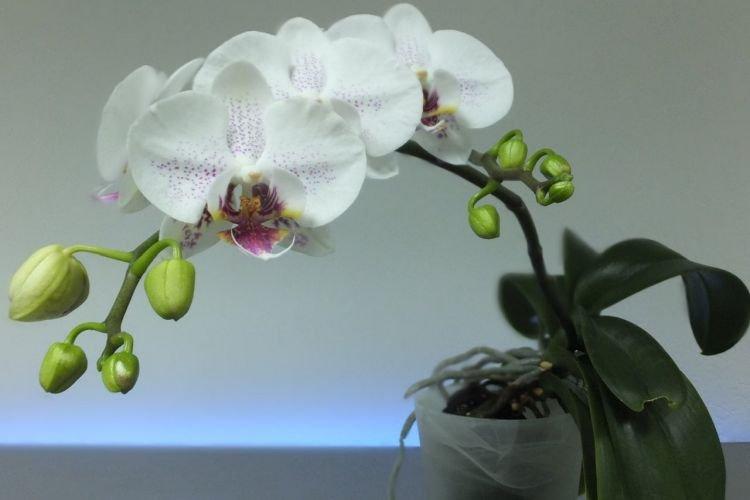 Phalaenopsis - Plantes d'intérieur qui fleurissent toute l'année