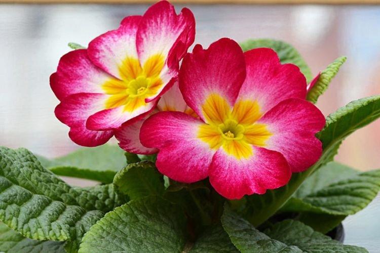 Primula - Plantes d'intérieur qui fleurissent toute l'année
