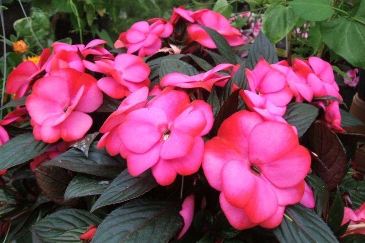 Balsam - Plantes d'intérieur qui fleurissent toute l'année