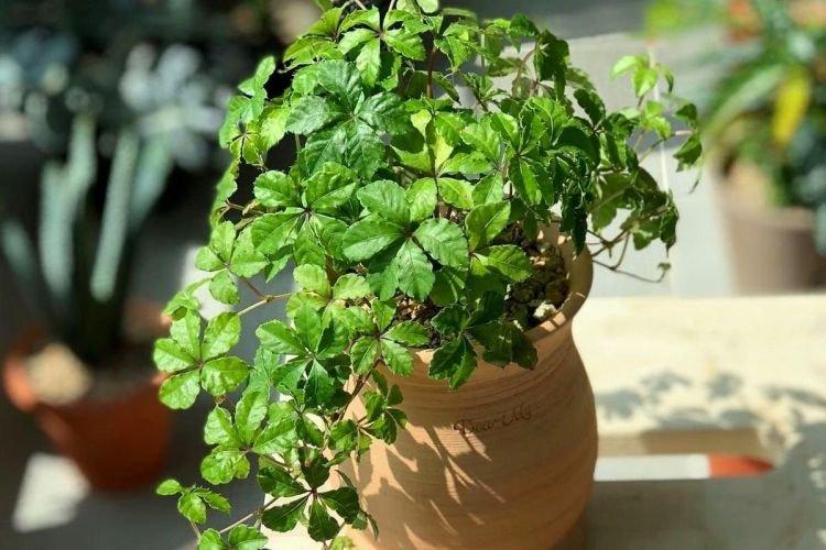 Cissus - Plantes d'intérieur grimpantes