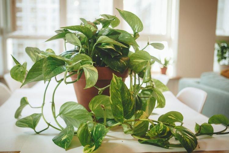 Scindapsus - Plantes grimpantes d'intérieur