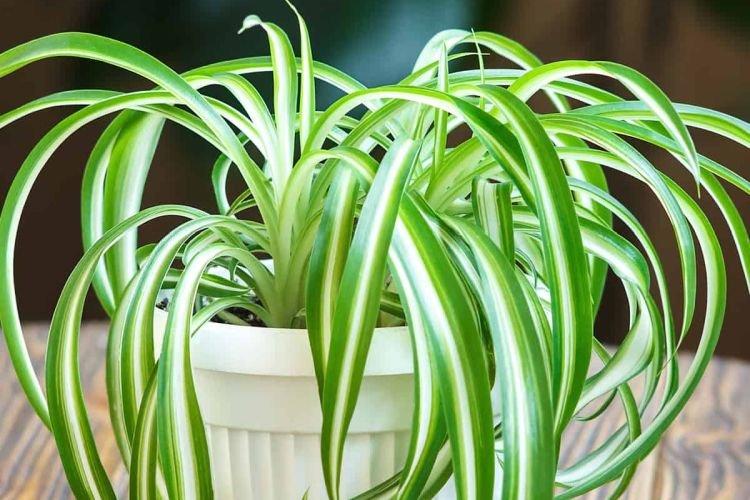 Chlorophytum - Plantes d'intérieur pour enfants