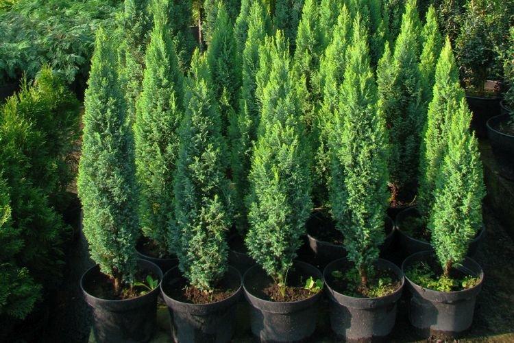 Cyprès - Plantes d'intérieur pour enfants