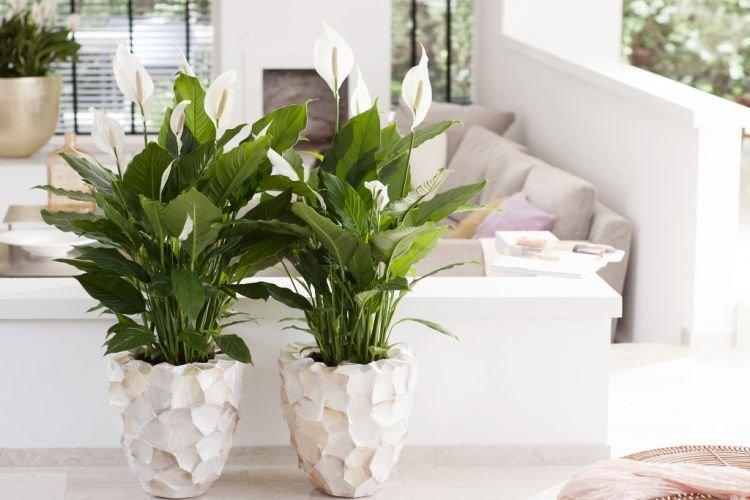 Spathiphyllum - Plantes d'intérieur pour enfants