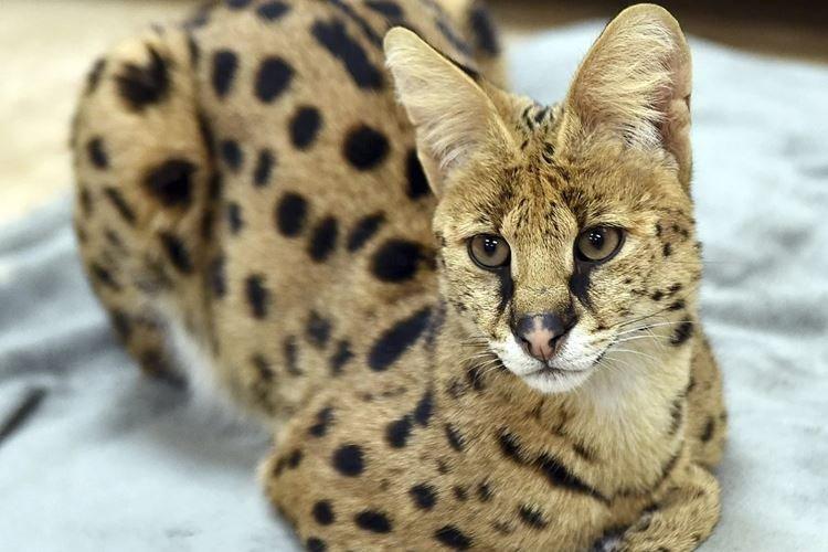 Safari - Races de chats à poil court