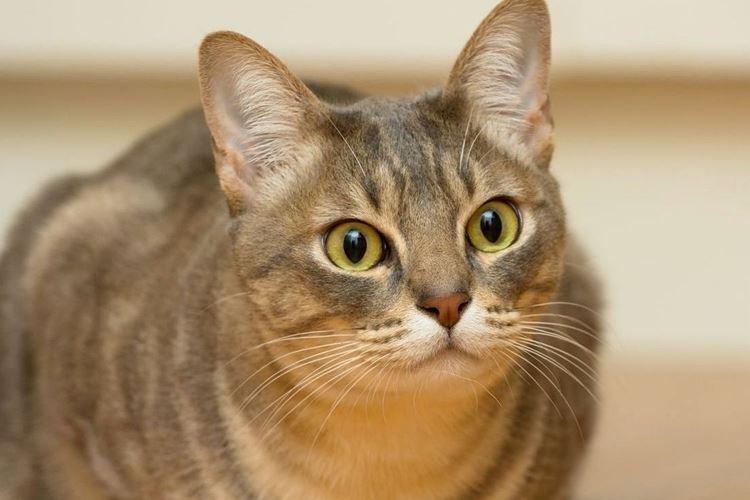 Australian Mist - Races de chats à poil court