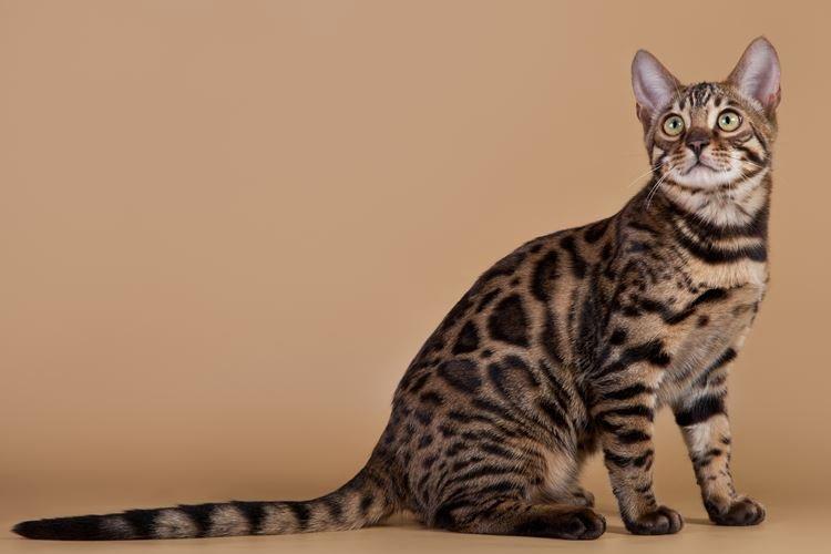 California Shining - Races de chats à poil court