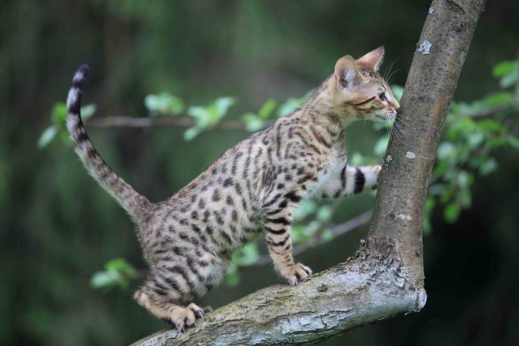 Serengeti - Races de chats à poil court