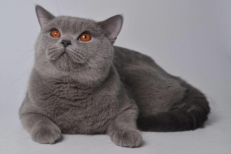 Scottish Straight - Races de chats à poil court