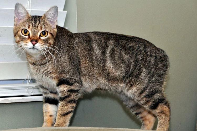 Manx - Races de chats à poil court