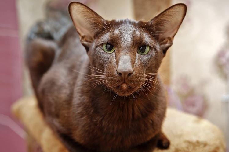 Havana - Races de chats à poil court