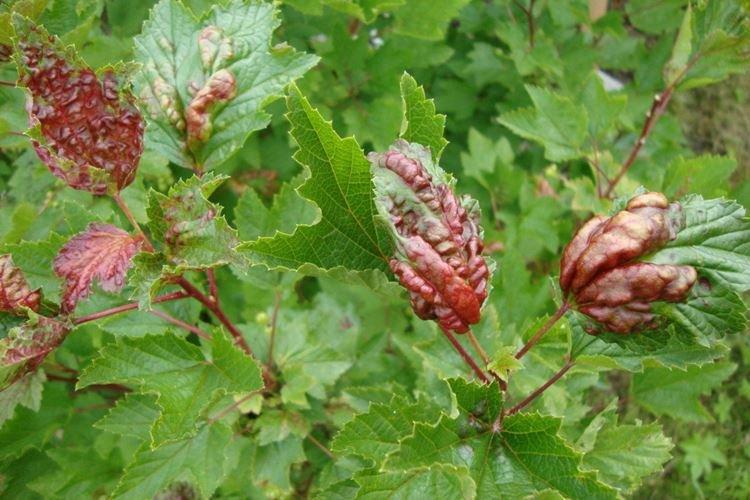 Anthracnose - Taches rouges sur les feuilles de cassis