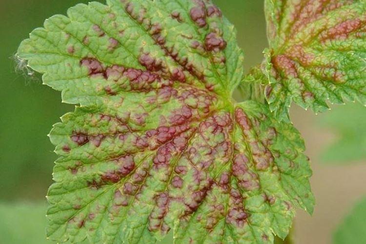 Traitement d'automne - Taches rouges sur les feuilles de cassis