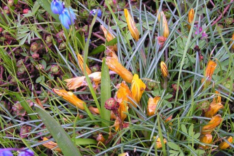 Crocus à feuilles étroites - Espèces de crocus