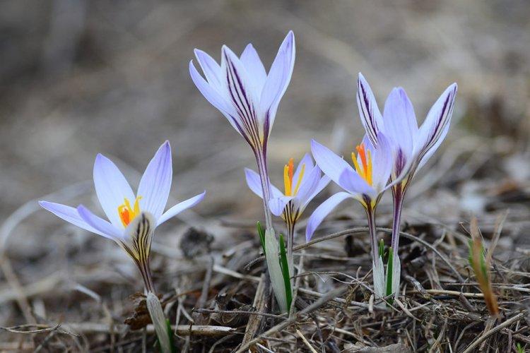 Crocus à deux fleurs - Espèces de crocus