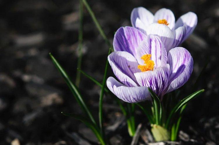 Température - Crocus Care