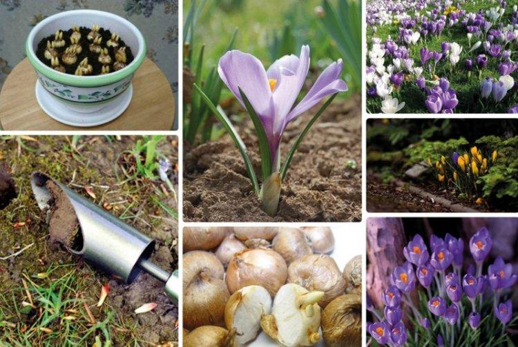 Transplantation et reproduction - Crocus Care