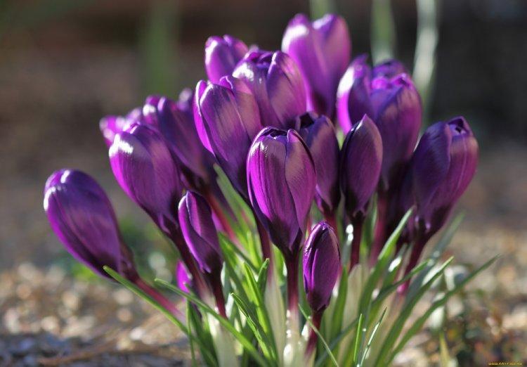 Crocus - photo