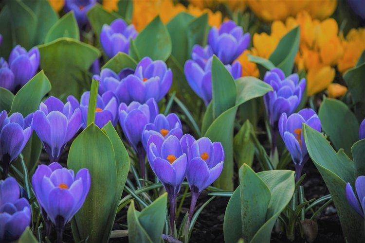 Crocus - photo