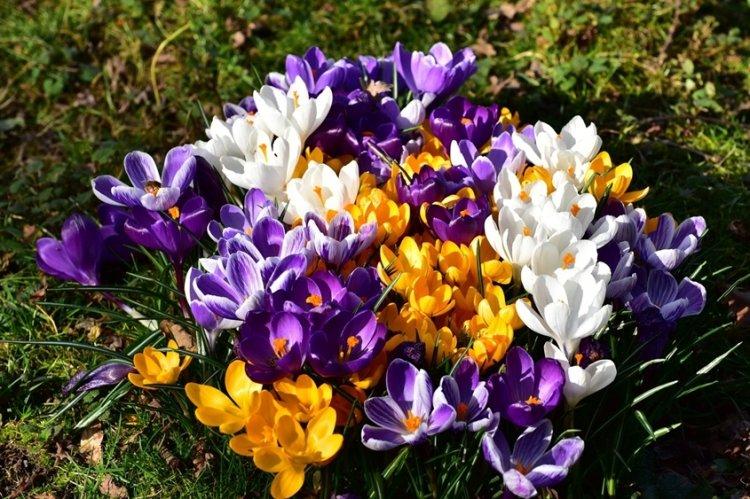 Crocus - photo