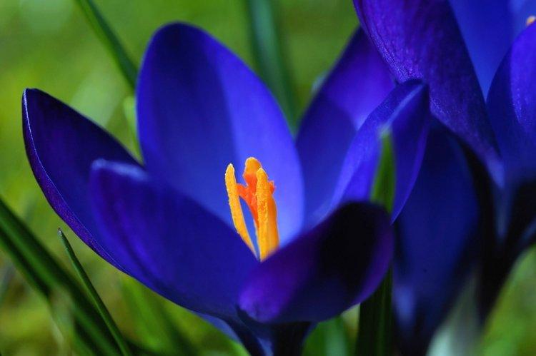 Crocus - photo