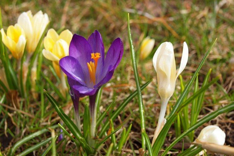 Crocus - photo